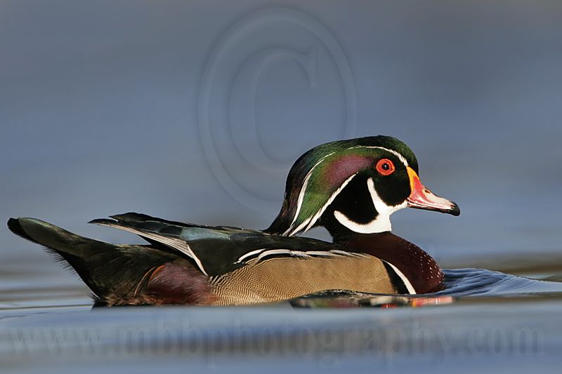 _MG_8100 Wood Duck.jpg