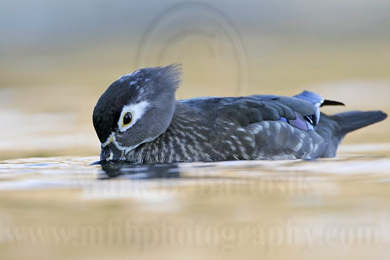 _MG_8242 Wood Duck.jpg
