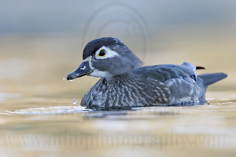 _MG_8258 Wood Duck.jpg