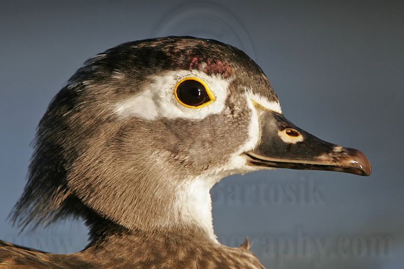 _MG_8331 Wood Duck.jpg
