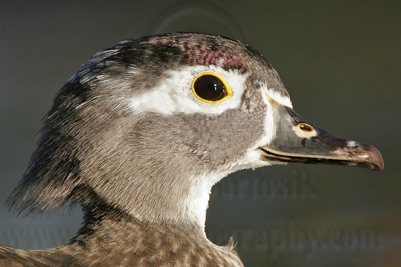 _MG_8334 Wood Duck.jpg