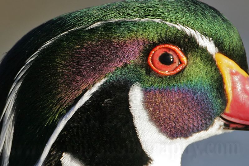 _MG_8337crop Wood Duck.jpg