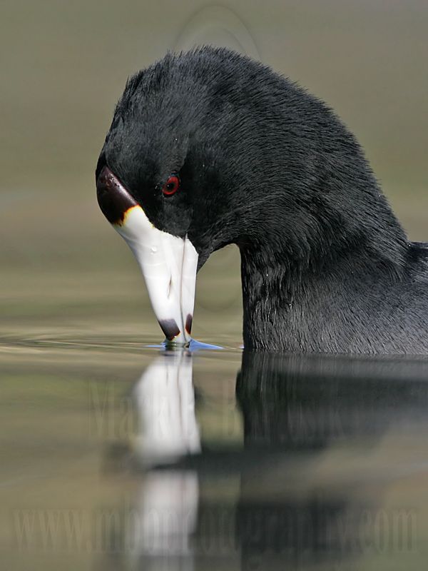 _MG_6855 American Coot.jpg
