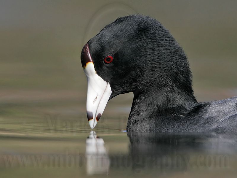 _MG_6859 American Coot.jpg