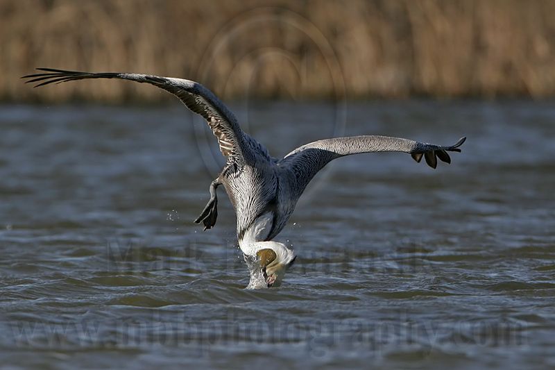 _MG_0145 Brown Pelican.jpg