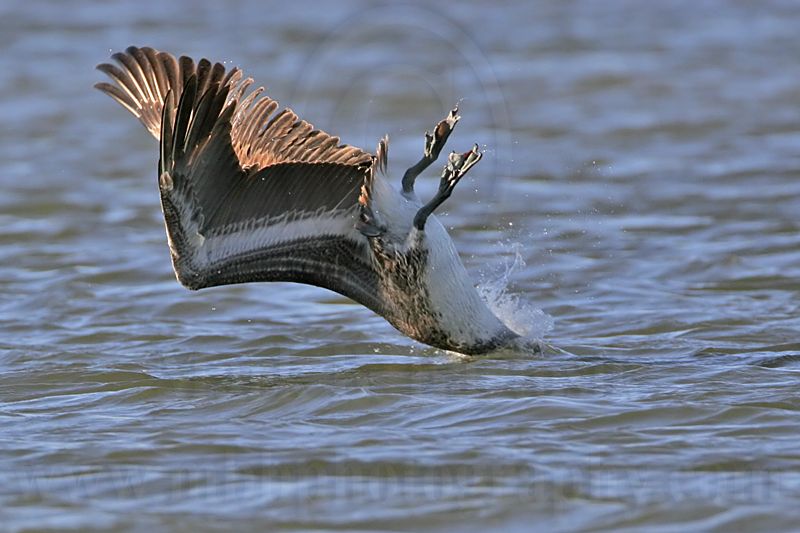 _MG_3406 Brown Pelican.jpg