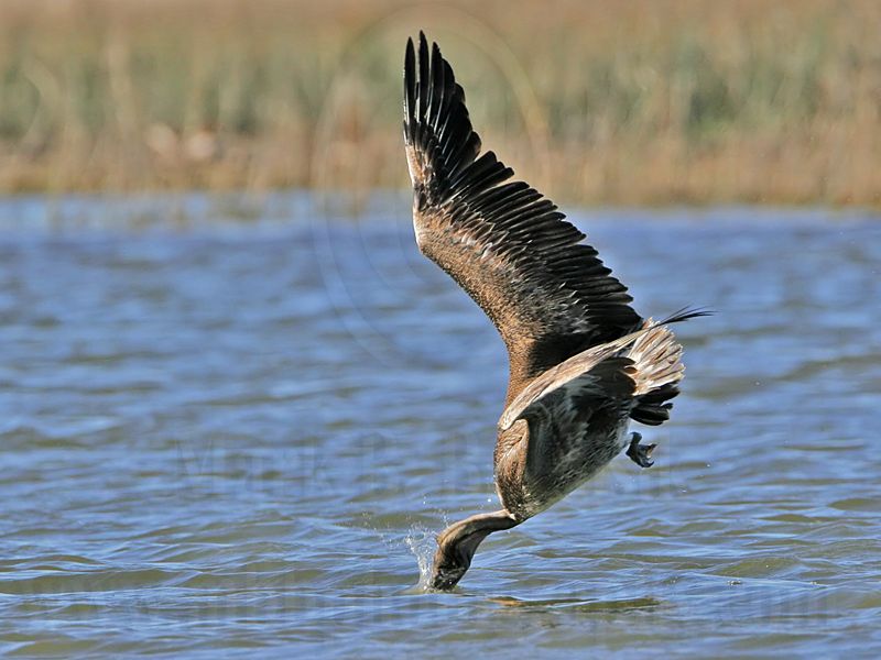 _MG_3409 Brown Pelican.jpg