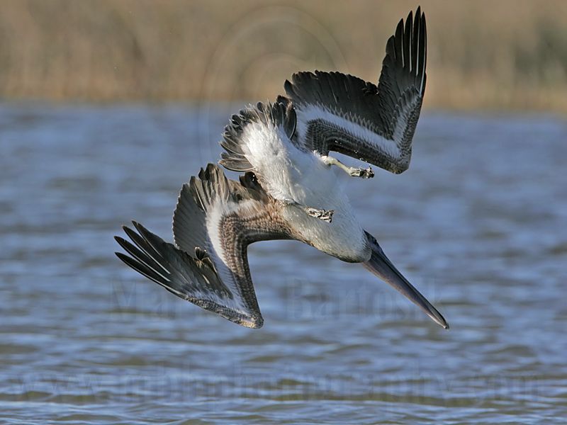 _MG_3438 Brown Pelican.jpg