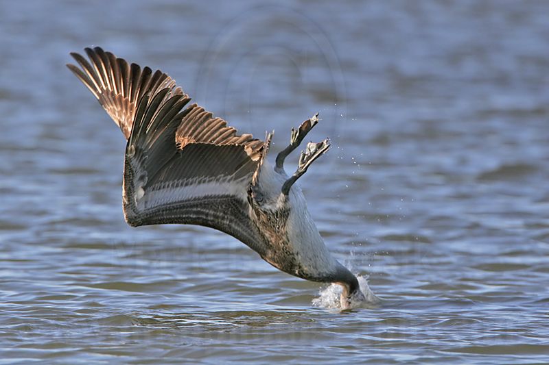 _MG_3600 Brown Pelican.jpg