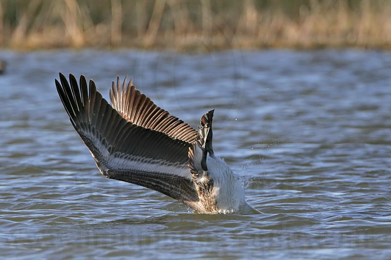 _MG_3709 Brown Pelican.jpg