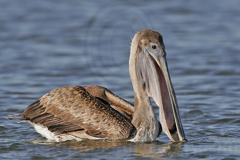 _MG_4608 Brown Pelican.jpg