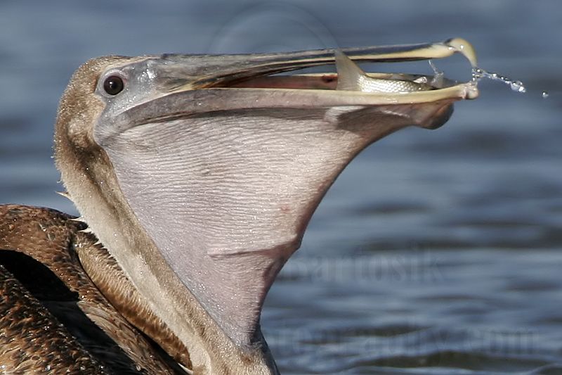 _MG_4610crop Brown Pelican.jpg