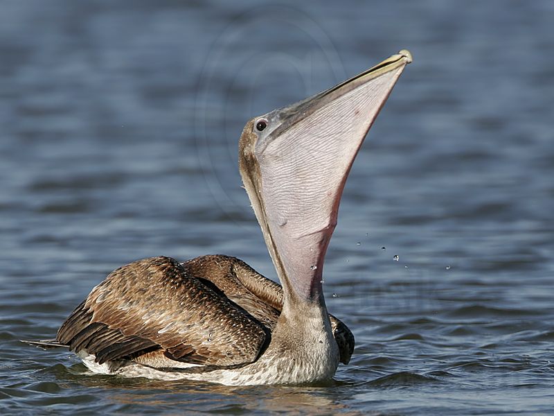 _MG_4611 Brown Pelican.jpg