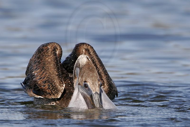 _MG_4652 Brown Pelican.jpg