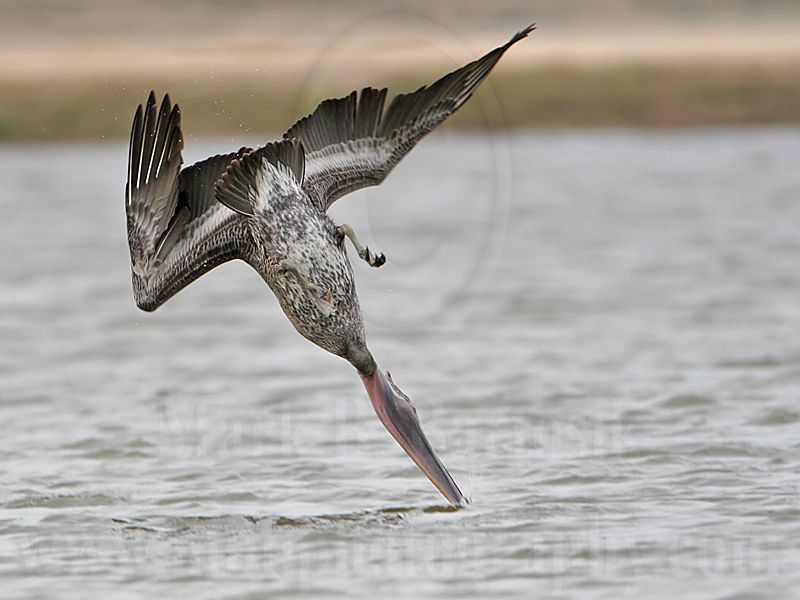 _MG_6230 Brown Pelican.jpg