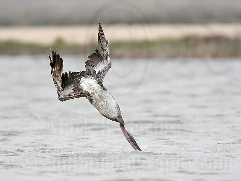_MG_6327 Brown Pelican.jpg