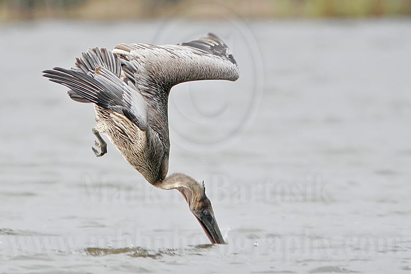 _MG_6340 Brown Pelican.jpg