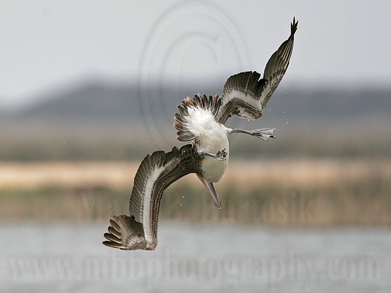 _MG_6453 Brown Pelican.jpg