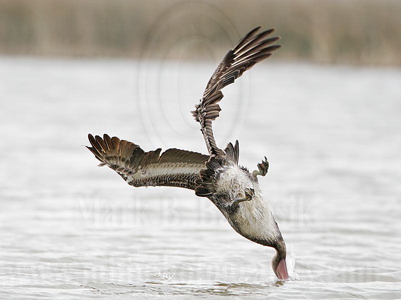 _MG_6635 Brown Pelican.jpg