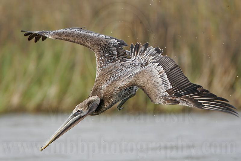 _MG_6751 Brown Pelican.jpg
