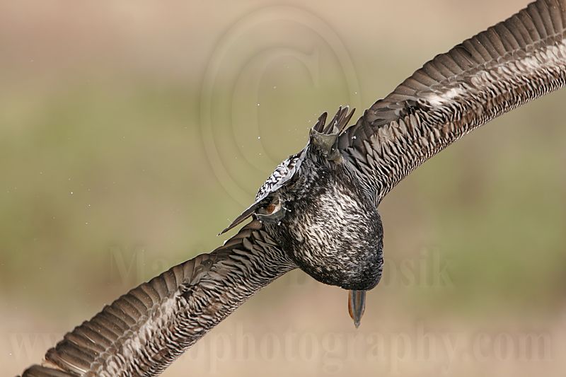 _MG_6756 Brown Pelican.jpg