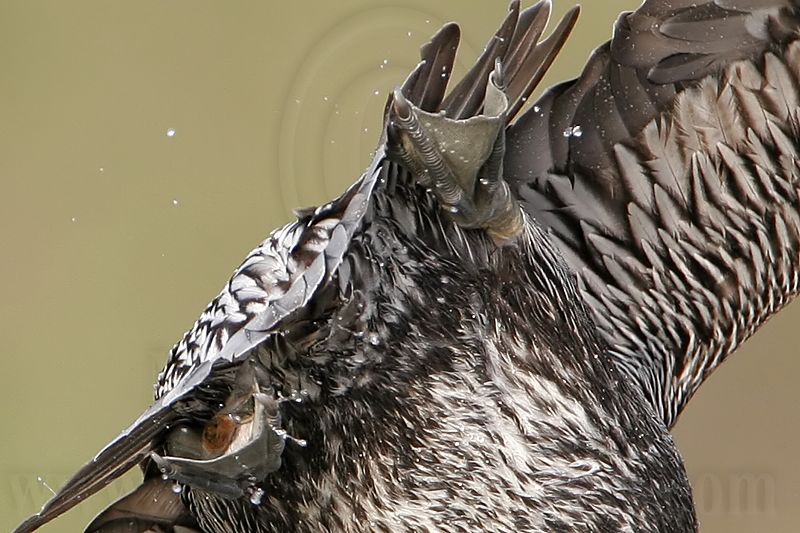 _MG_6756crop Brown Pelican.jpg