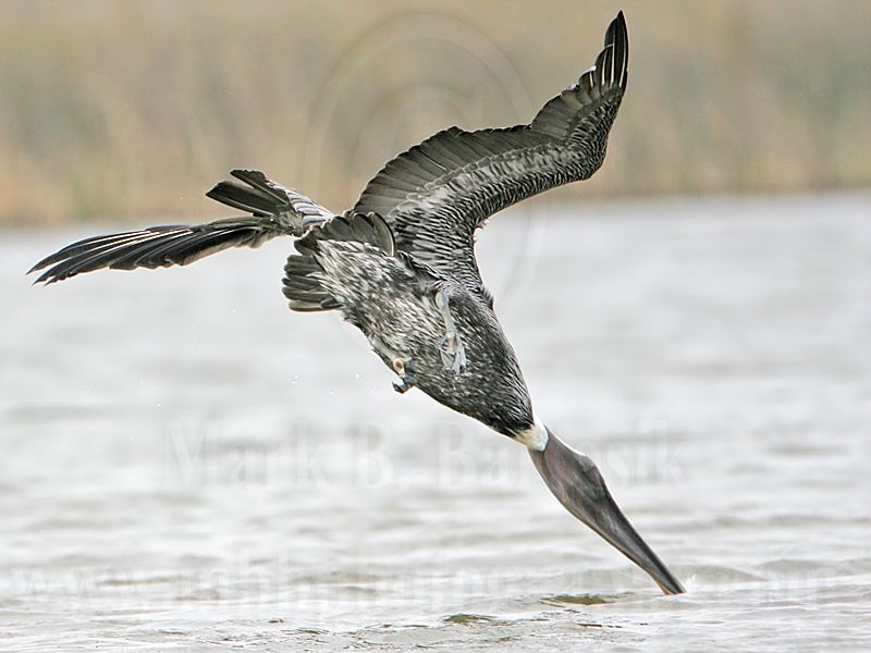 _MG_6792 Brown Pelican.jpg