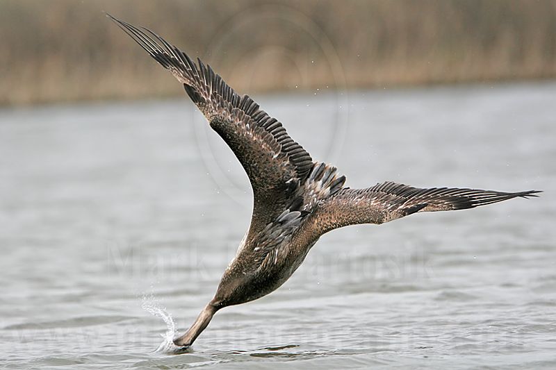 _MG_6795 Brown Pelican.jpg