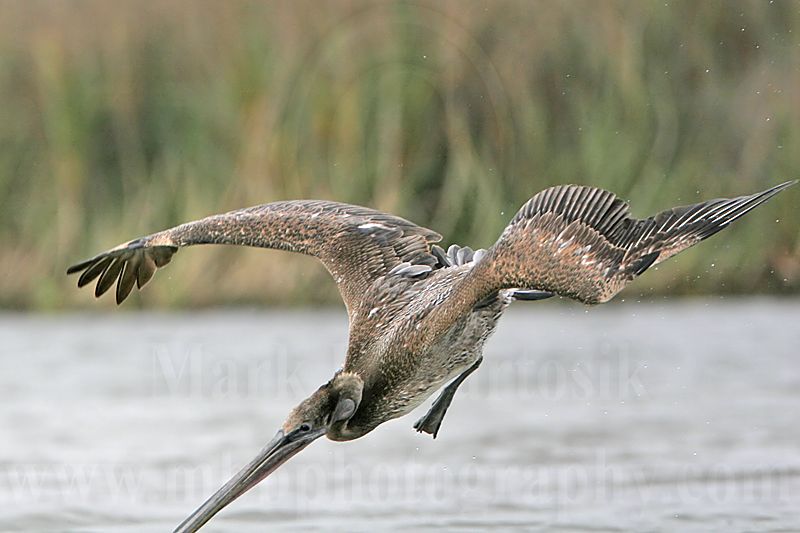 _MG_6799 Brown Pelican.jpg