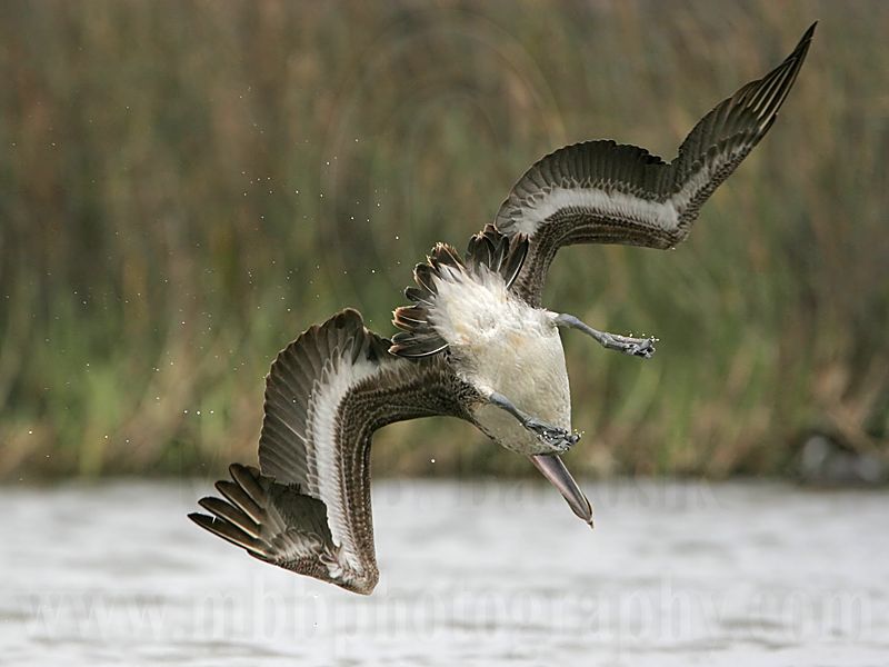 _MG_7010 Brown Pelican.jpg