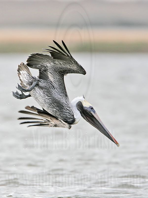 _MG_7080 Brown Pelican.jpg