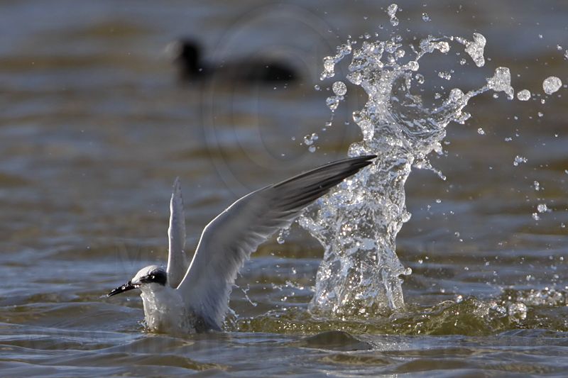_MG_0353 Forsters Tern.jpg