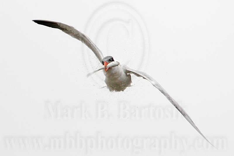 _MG_6125 Caspian Tern.jpg