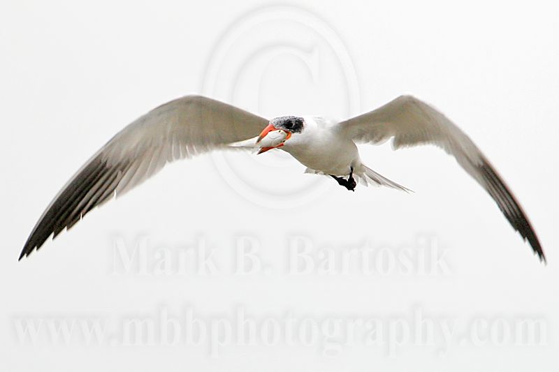 _MG_6130 Caspian Tern.jpg