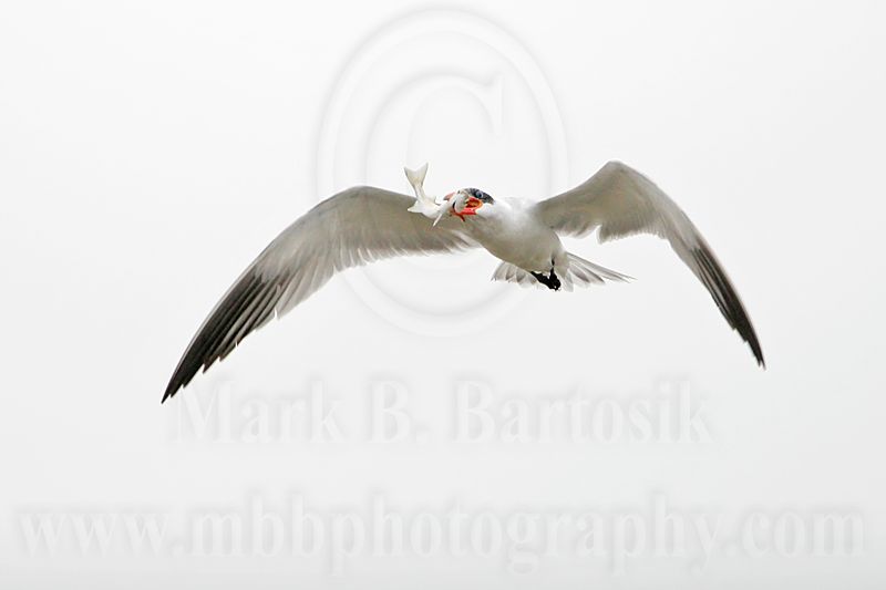 _MG_6131 Caspian Tern.jpg