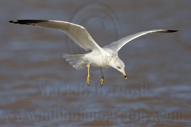 _MG_9873 Ring-billed Gul.jpg
