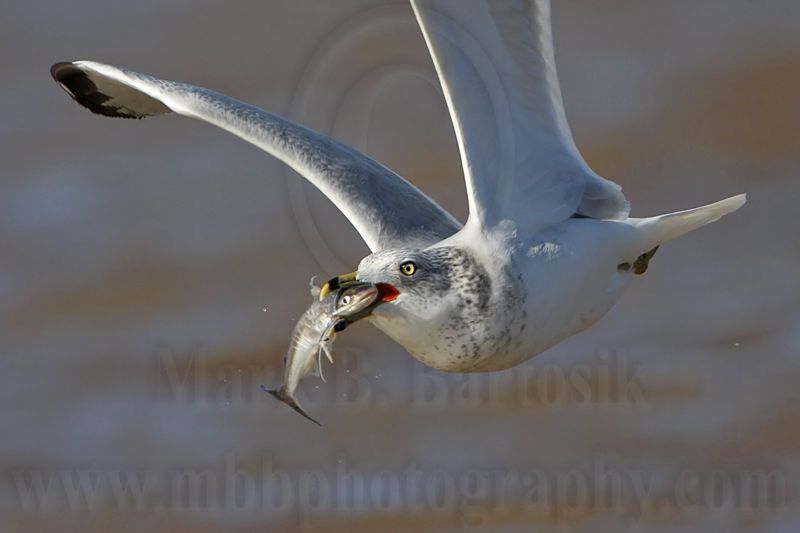 _MG_9916 Ring-billed Gul.jpg