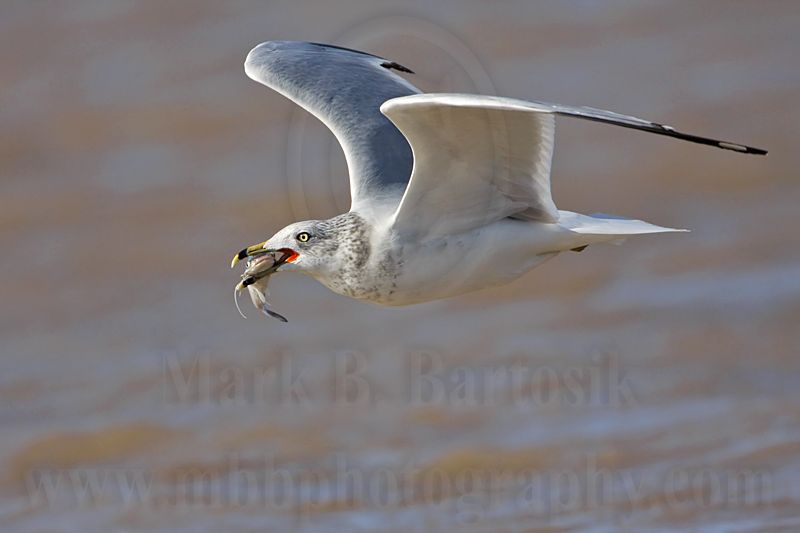 _MG_9920 Ring-billed Gul.jpg