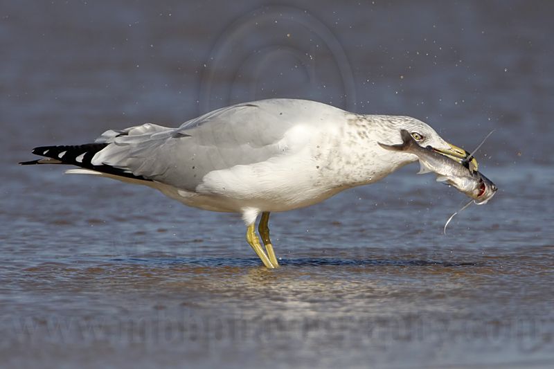 _MG_9955 Ring-billed Gul.jpg