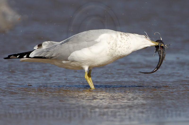 _MG_9956 Ring-billed Gul.jpg