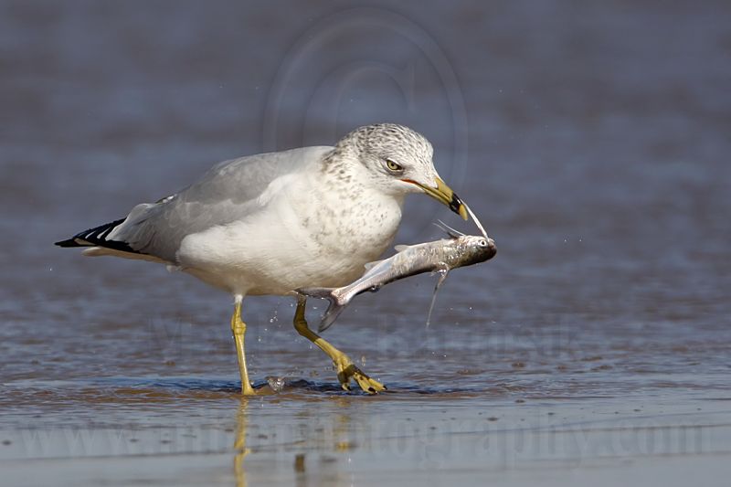 _MG_9990 Ring-billed Gul.jpg