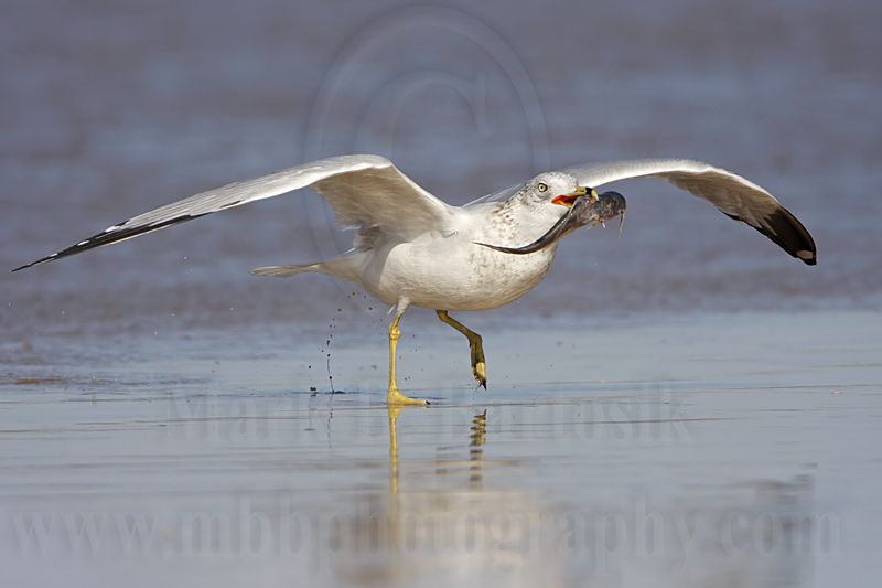 _MG_9993 Ring-billed Gul.jpg