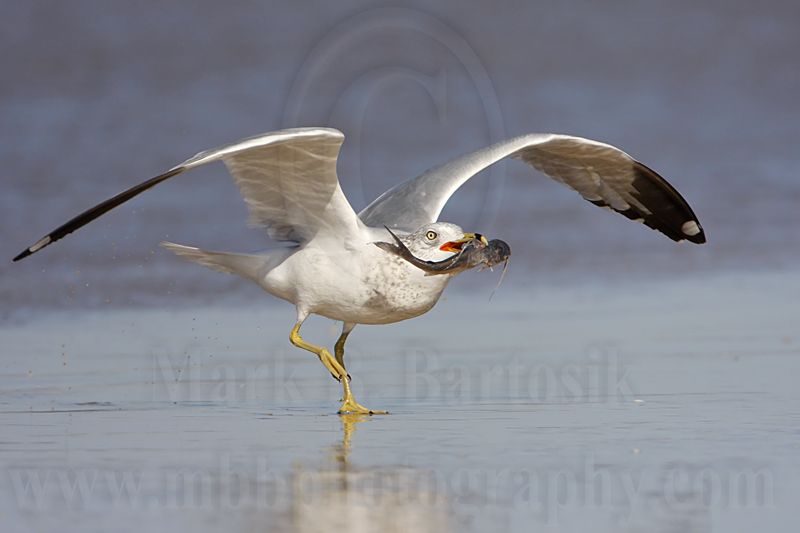_MG_9995 Ring-billed Gul.jpg