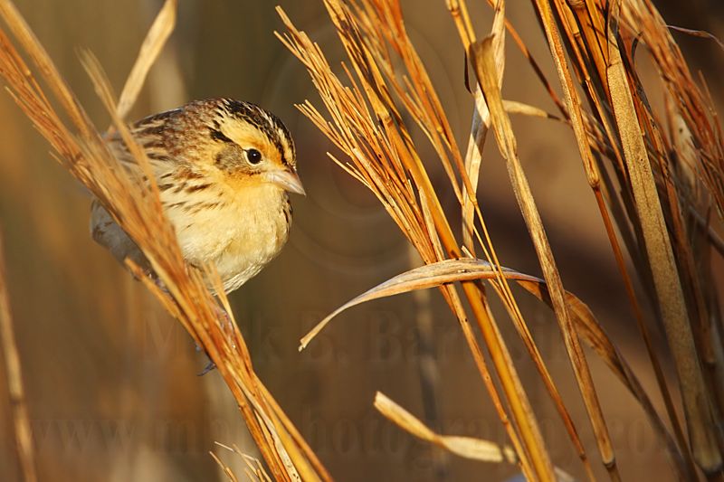 _MG_9405 Le Contes Sparrow.jpg