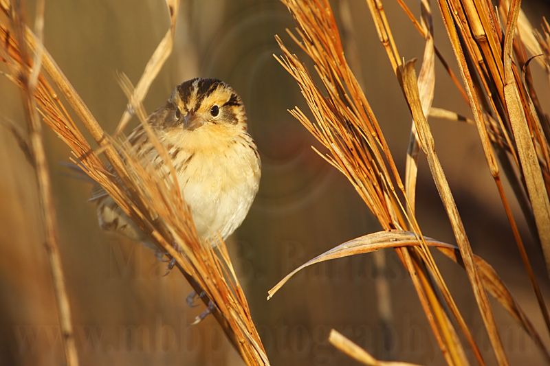 _MG_9412 Le Contes Sparrow.jpg