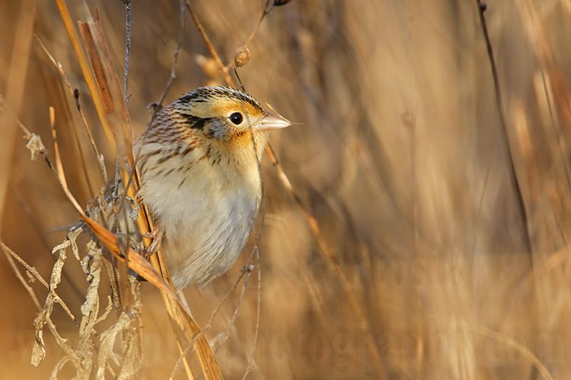 _MG_9483 Le Contes Sparrow.jpg