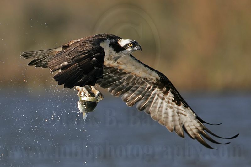 _MG_0057 Osprey.jpg