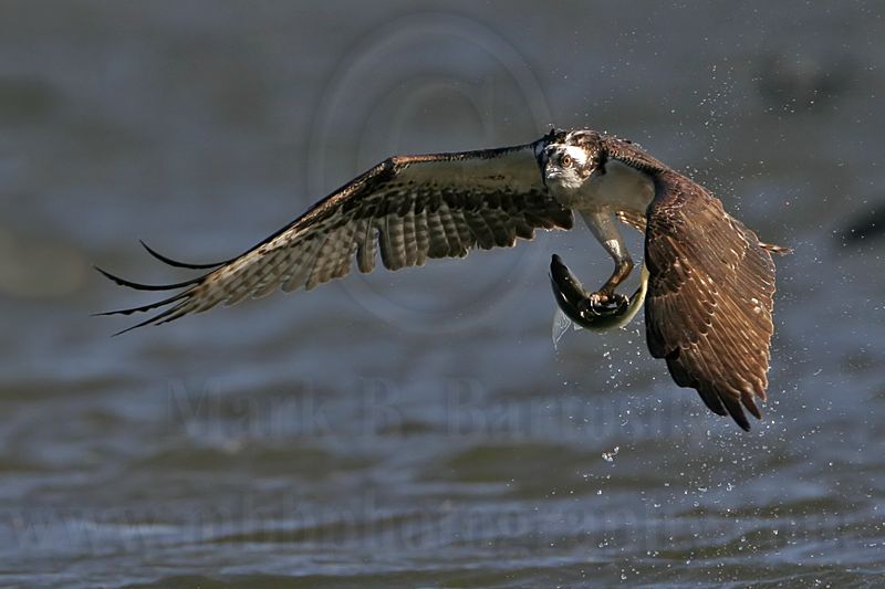 _MG_1120 Osprey.jpg