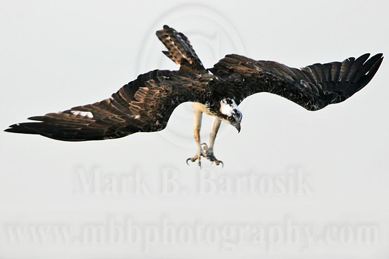 _MG_8936 Osprey.jpg