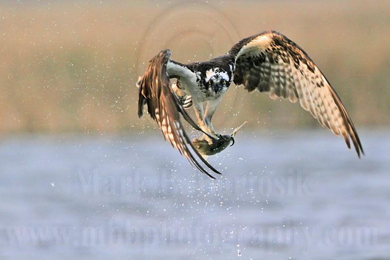 _MG_8943 Osprey.jpg